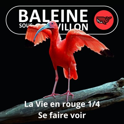 S07E47 La vie en... rouge 1/4 : Se faire (a)voir (Frédéric Archaux) cover