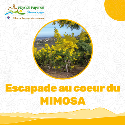 Escapade au coeur du mimosa cover