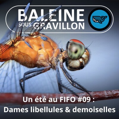 BEST OF D'ÉTÉ #09 : Libellule ou demoiselle ? (Sébastien Poiret, La Salamandre) cover