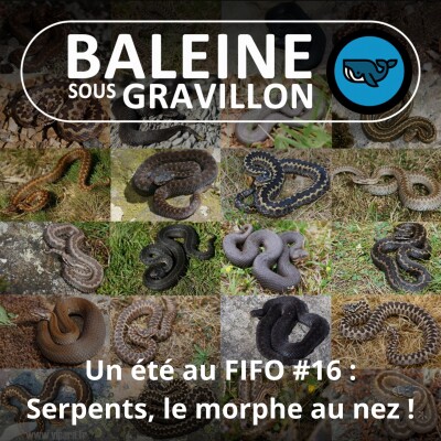 BEST OF D'ÉTÉ #16 : Le morphe au nez (Corentin Foucher et David Leduc) cover