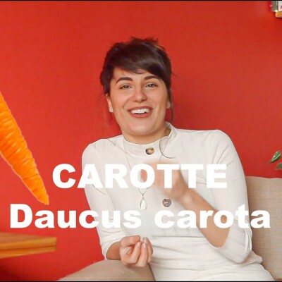L'huile essentielle de Carotte - Daucus carota (et olfaction) cover