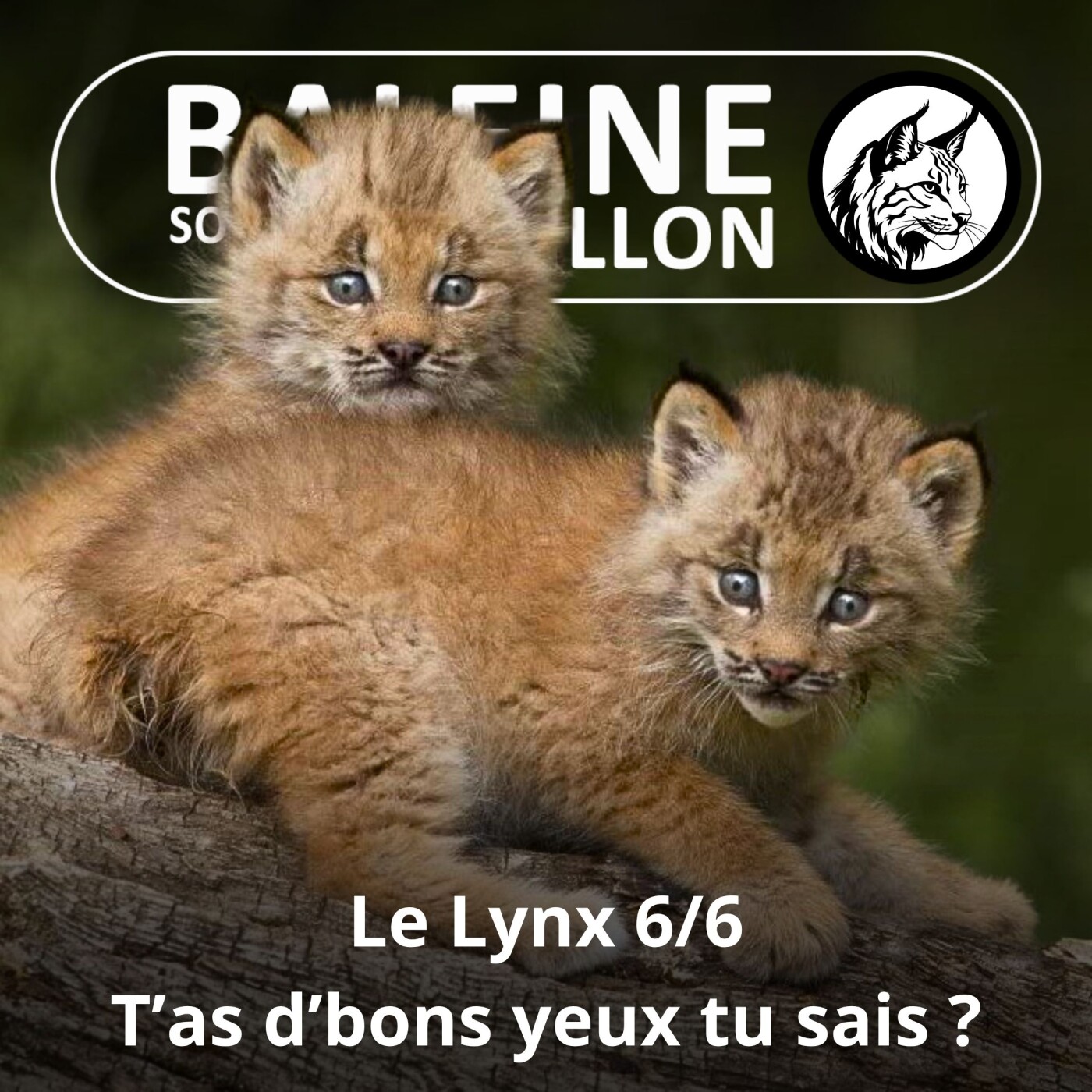 S03E25 Le Lynx 6/6 : t'as d'bons yeux tu sais ? (Gilles Moyne, Athénas) episode artwork