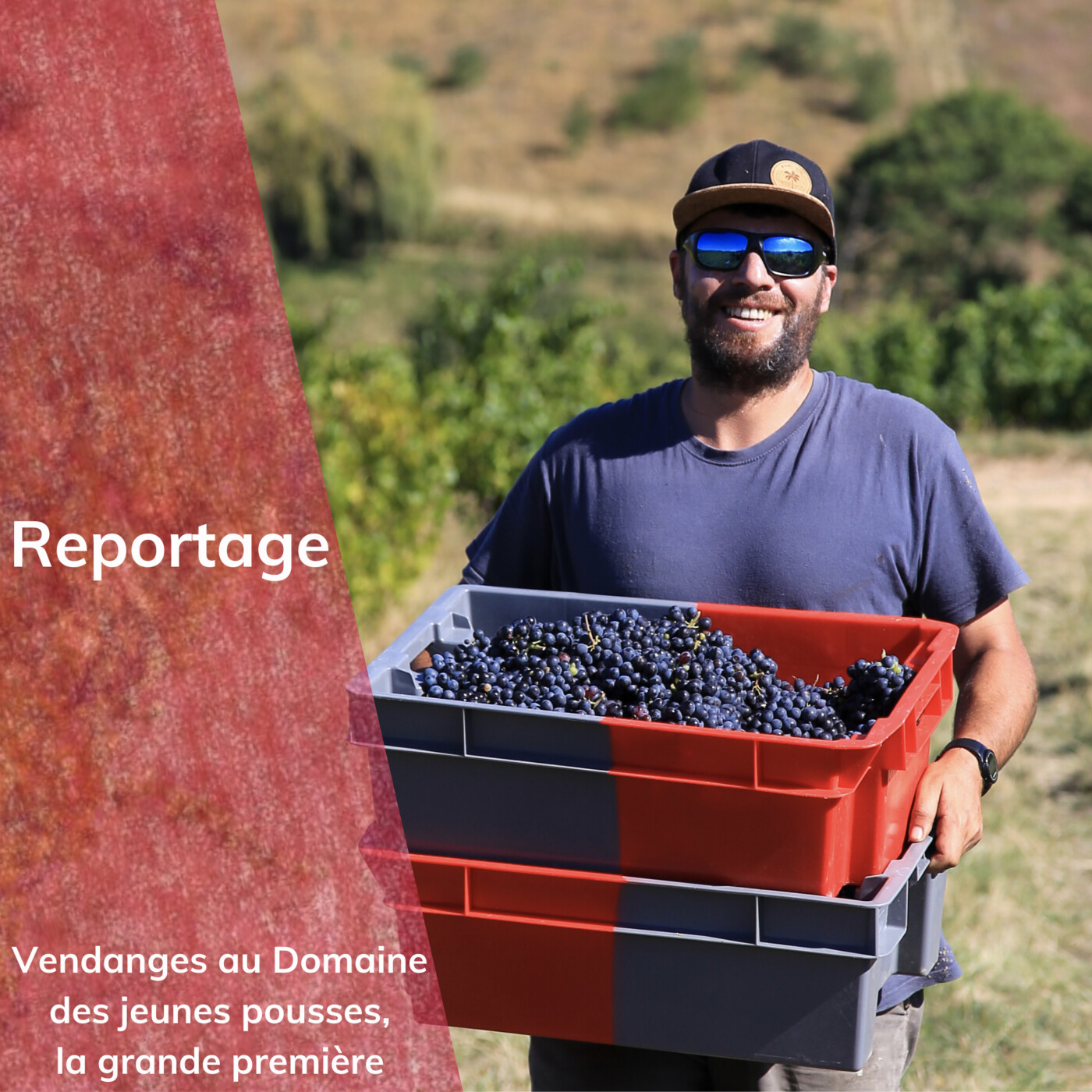 Reportage : Vendanges chez les jeunes pousses, la grande première