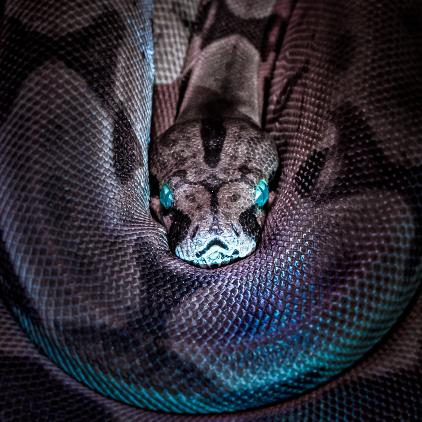 WILD - PODCAST ANIMALIER #0 - TEASER PRESENTATION EMISSION