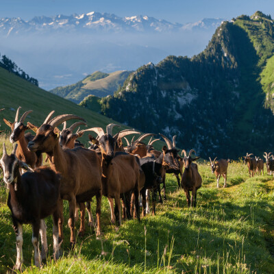 Comment fait-on vivre un alpage aujourd'hui ? Dans les coulisses de la vie pastorale avec le Parc cover