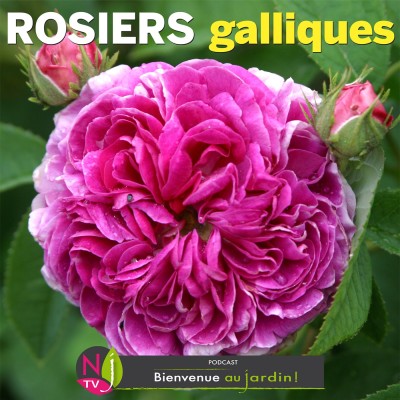 LE DOSSIER: LES GALLIQUES, REMARQUABLES ROSIERS ANCIENS cover