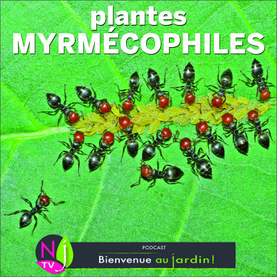 HISTOIRES BOTANIQUES: LES MYRMÉCOPHYTES, PLANTES À FOURMIS cover