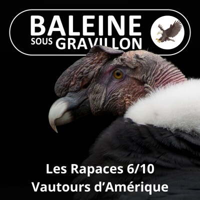 S02E108 Les Rapaces 6/10 : Vautours d'Amérique cover