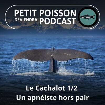BEST OF D'ÉTÉ #07 : Le Cachalot 1/2, les secrets d'un champion d'apnée (Bill François) cover