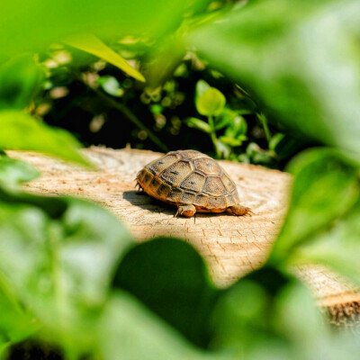 2/3 La slow medicine, par Victoria Sweet cover