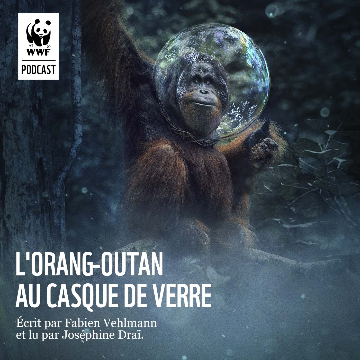 L'Orang-outan au Casque de Verre