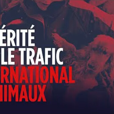 La vérité sur le trafic international d'animaux - J. Pensu - # politique cover