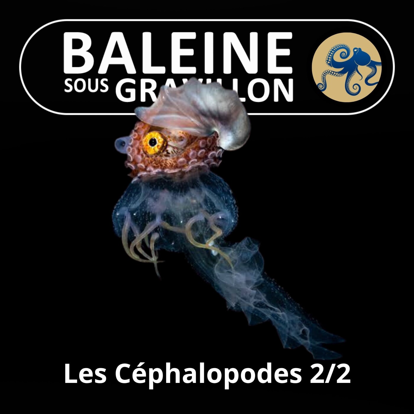 S02E36  Les Céphalopodes 2/2 : Poulpes, Calmars, Seiches, Nautiles, Argonautes et même... Vampire ! (Marjorie Roscian) episode artwork