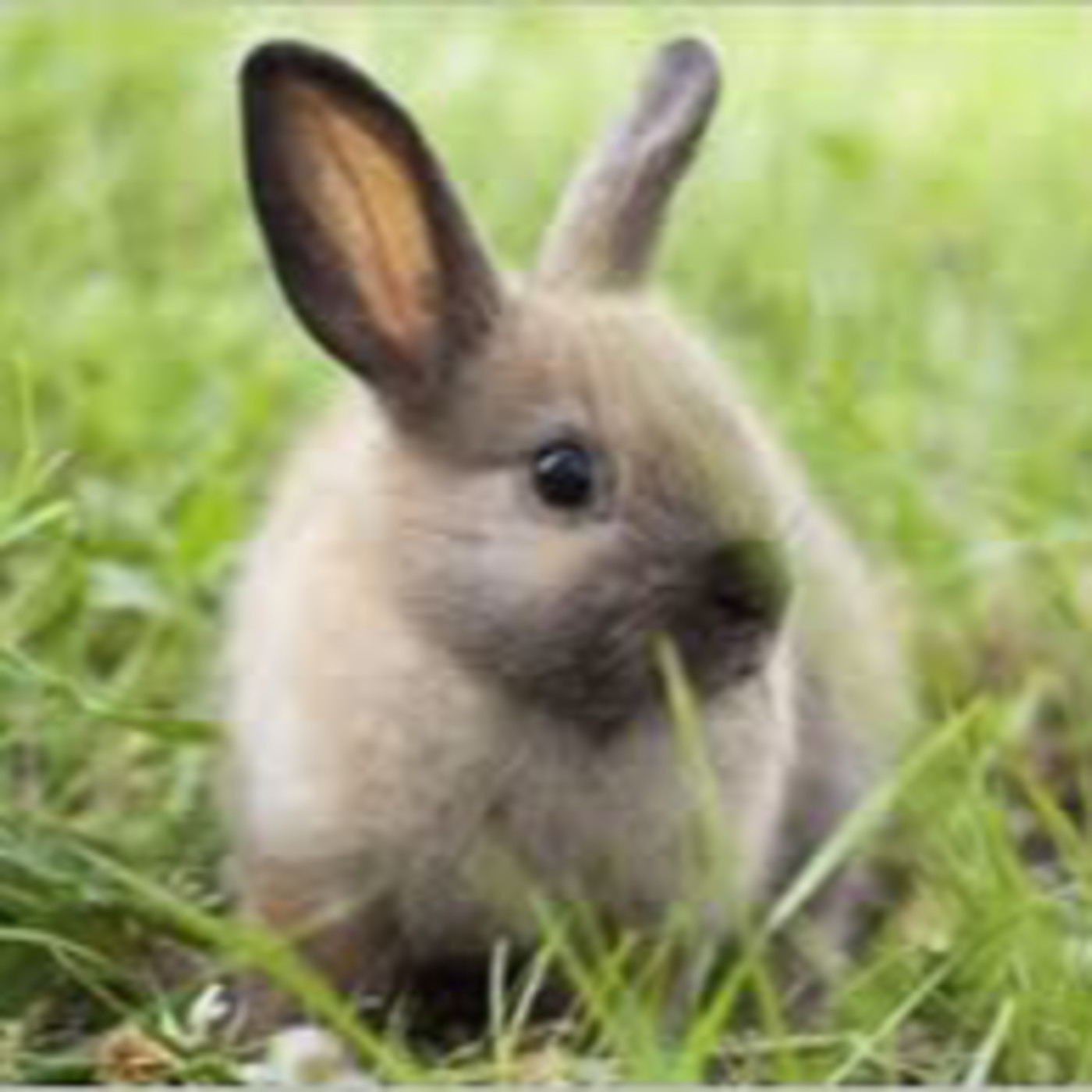 WILD - PODCAST ANIMALIER #0 - TEASER PRESENTATION EMISSION