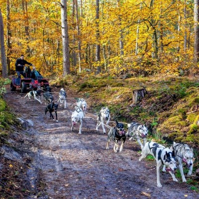 Chiens de traineau... à Fontainebleau ! cover