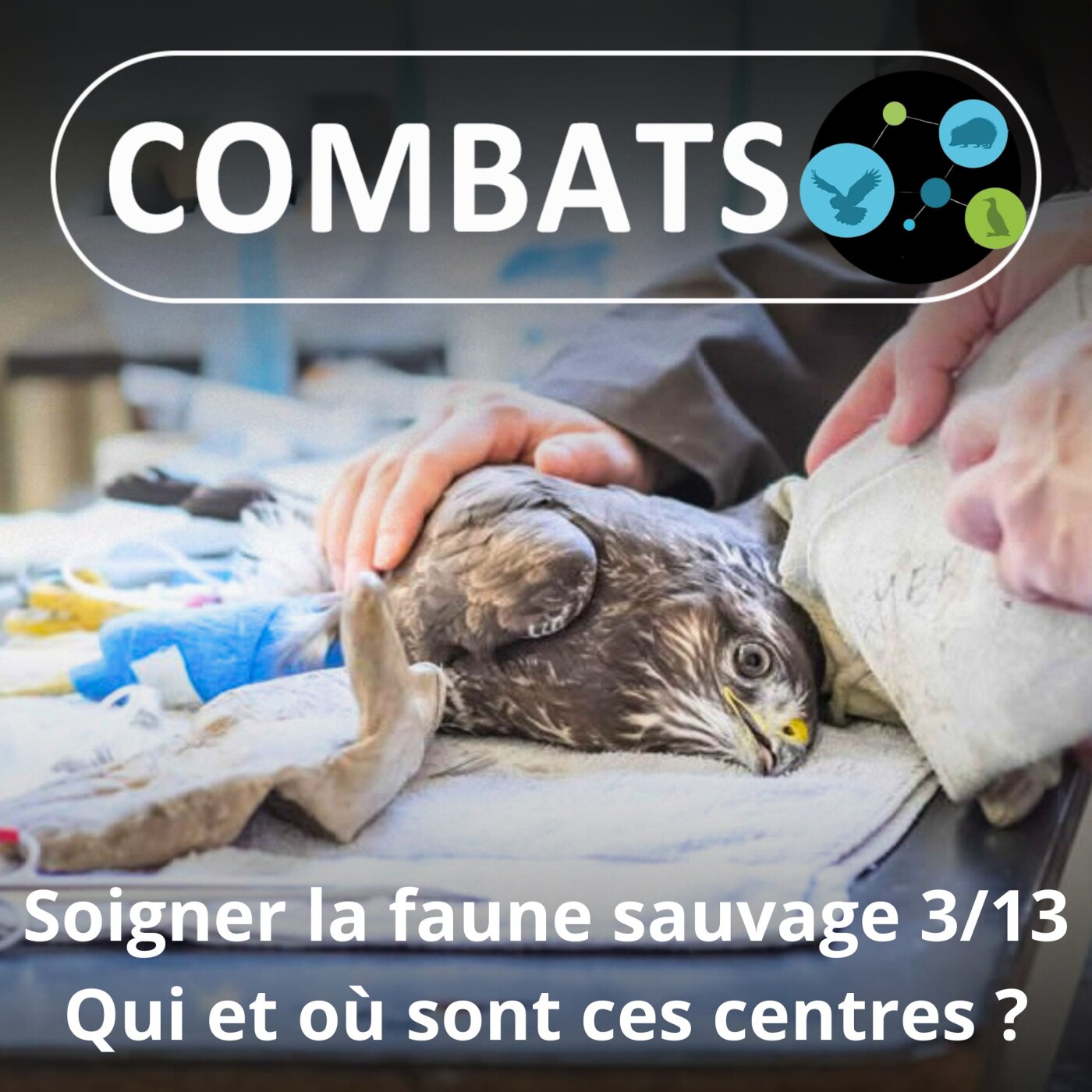 S01E60 Soigner la faune sauvage 3/13 : Qui et où sont ces centres ? (Manon Tissidre, directrice du Réseau)