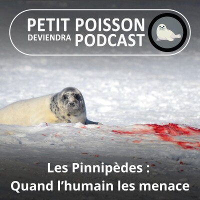S05E35 Les Pinnipèdes : Chasse, réchauffement, maladies... les menaces cover