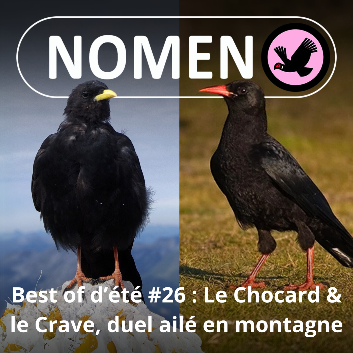 BEST OF D'ÉTÉ #25 : Chocard à bec jaune et Crave à bec rouge, les montagnards de la famille