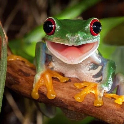 Grenouilles et prévisions météo : mythe ou réalité scientifique ? cover