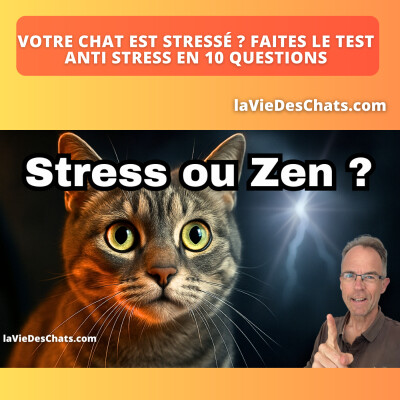 COMMENT TRANSFORMER UN CHAT STRESSÉ EN CHAT ZEN ?? cover