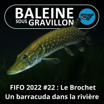 FIFO #22 : Brochet, Truite et Silure, cherchez l'intrus ! (Elsa Bugot, artiste animalière) cover