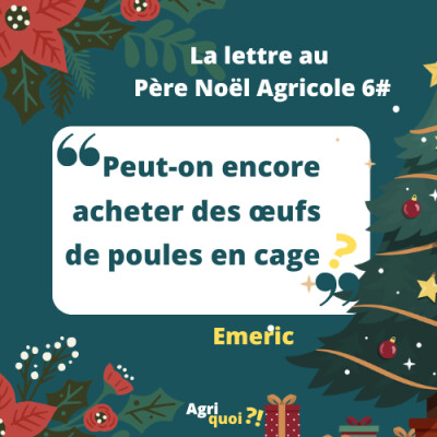 Lettre au Père Noël agricole 6 : Peut-on encore acheter des oeufs de poules en cages ? cover