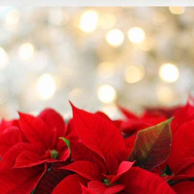 Objectif Noël cover