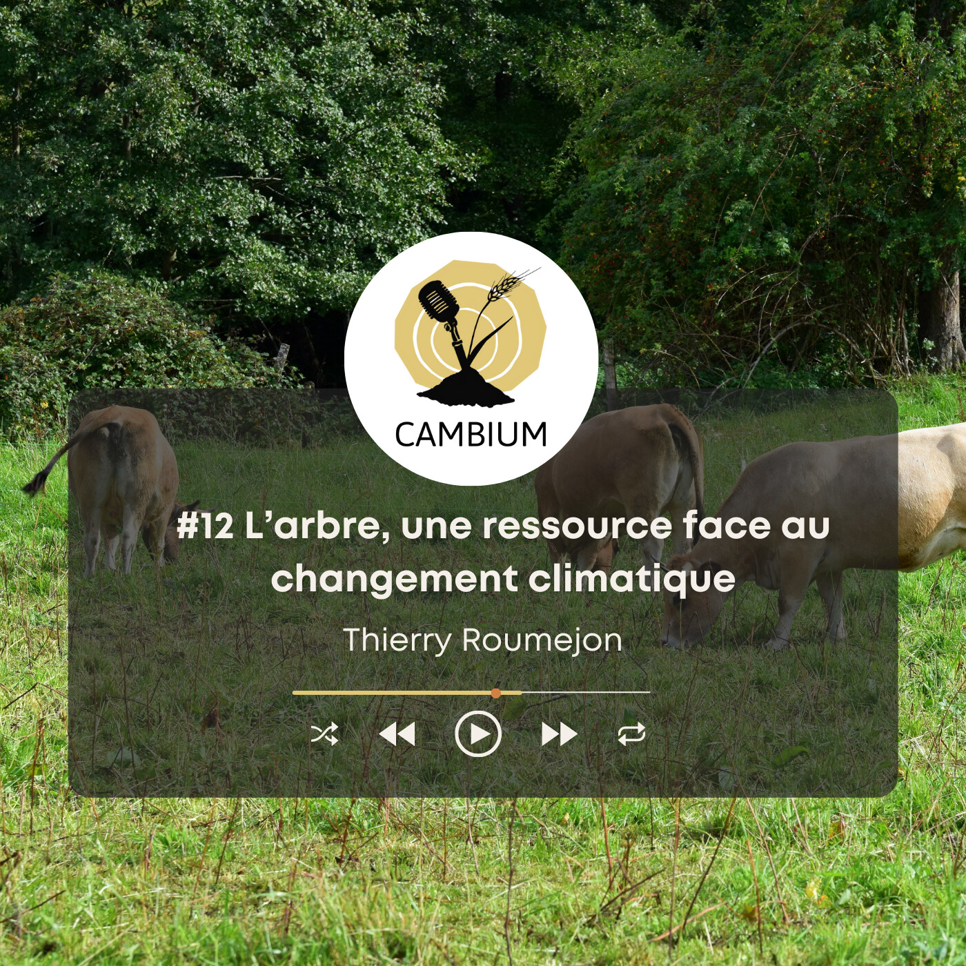 CAMBIUM, le podcast de l\'agroforesterie