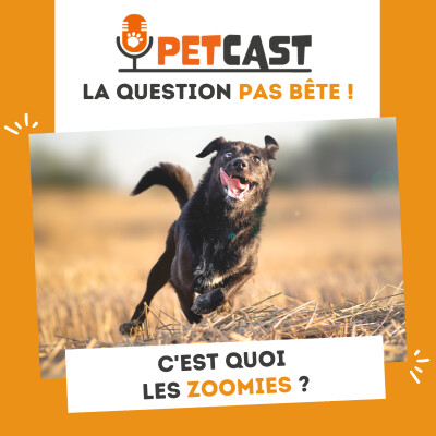 C'est quoi les zoomies ? cover