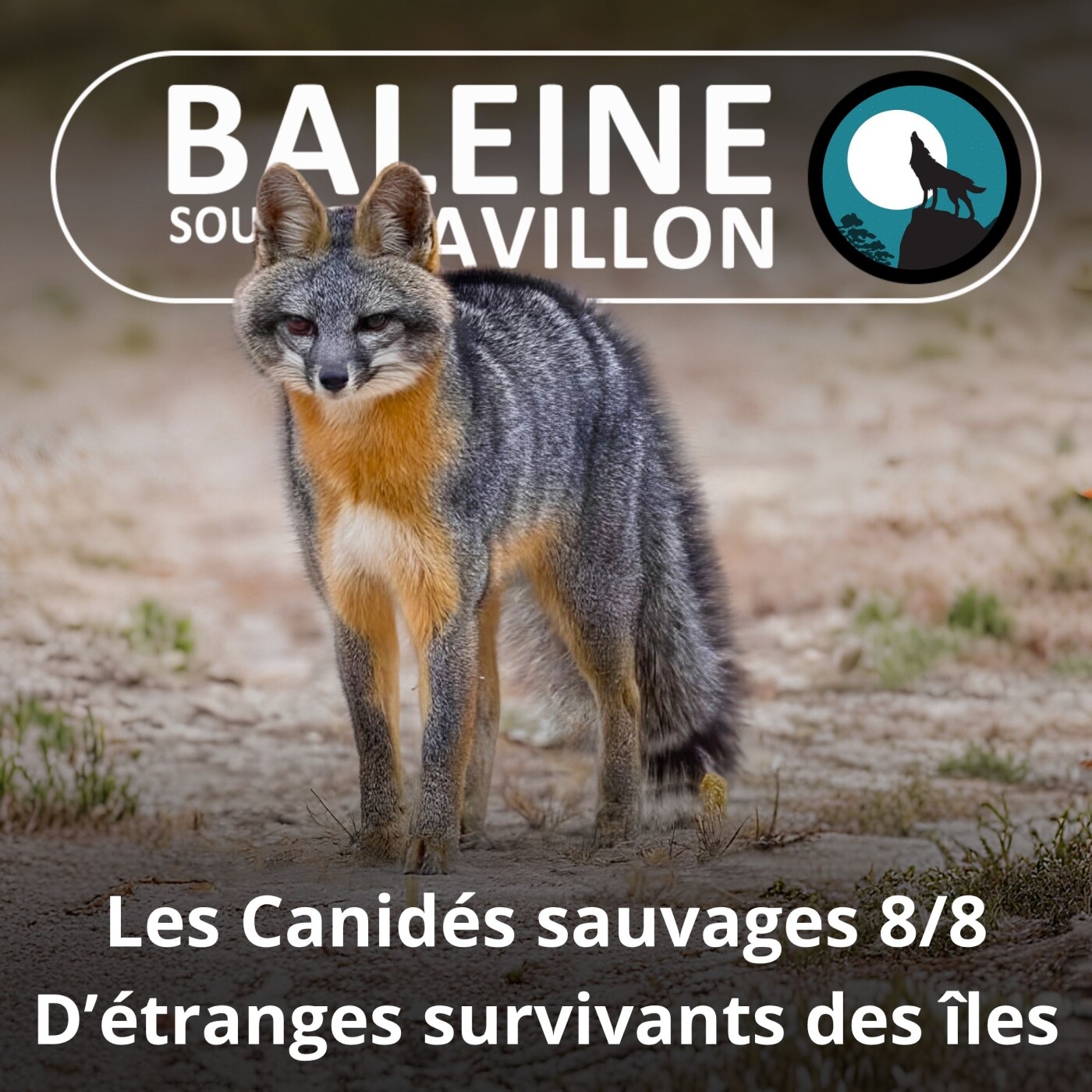 S04E50 Les Canidés sauvages 8/8 : Les étranges survivants des îles du Nouveau Monde (Vannina Giacomoni) episode artwork