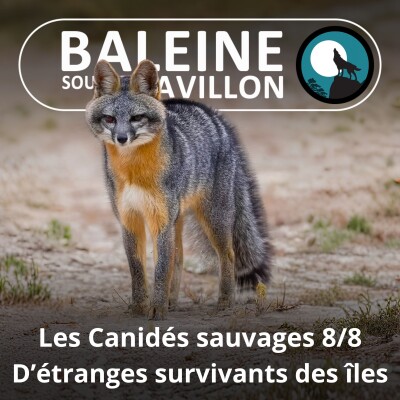 S04E50 Les Canidés sauvages 8/8 : Les étranges survivants des îles du Nouveau Monde (Vannina Giacomoni) cover