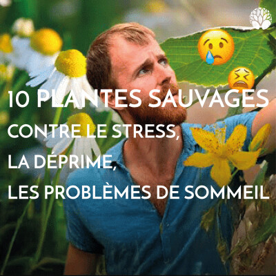 10 plantes sauvages contre le stress, la déprime, les problèmes de sommeil cover