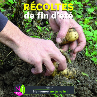 DOSSIER: LES RÉCOLTES DE FIN D’ÉTÉ AU POTAGER ET AU VERGER cover