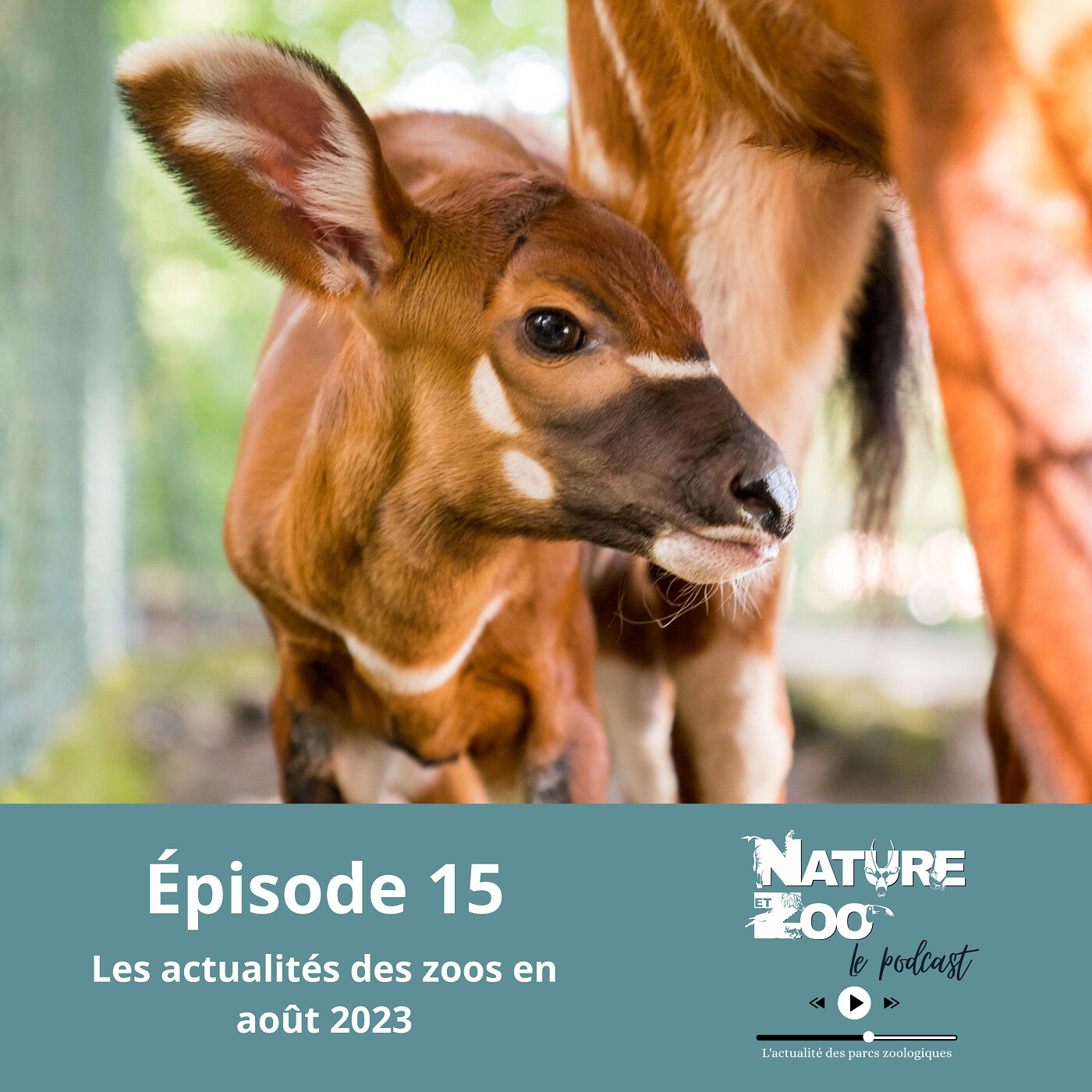 Épisode 15 (ACTU) - Les actualités en août 2023 episode artwork