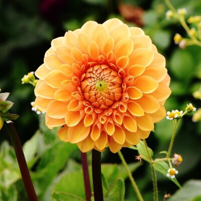 Après l’été, comment chouchouter jardin et balcon ? cover