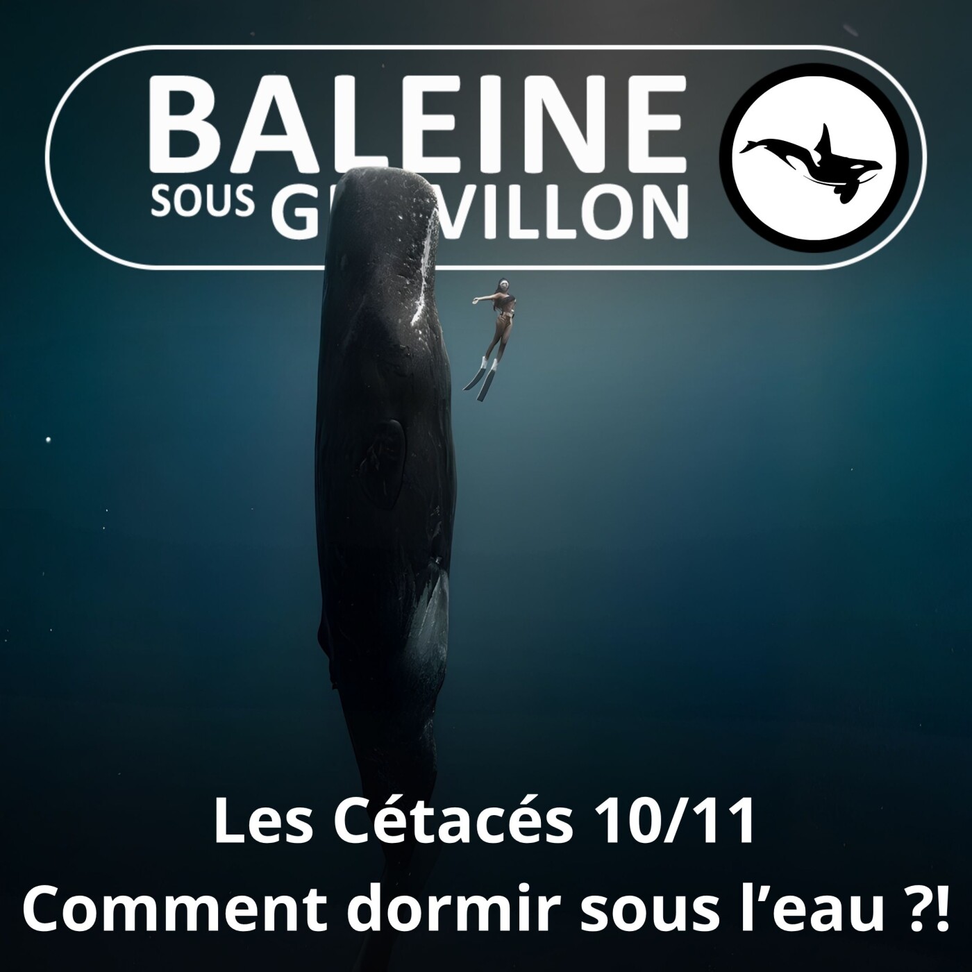 S03E62 Les Cétacés 10 : Comment respirer... en dormant sous l'eau ? episode artwork