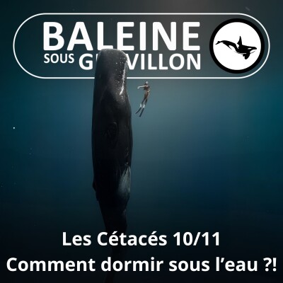 S03E62 Les Cétacés 10 : Comment respirer... en dormant sous l'eau ? cover