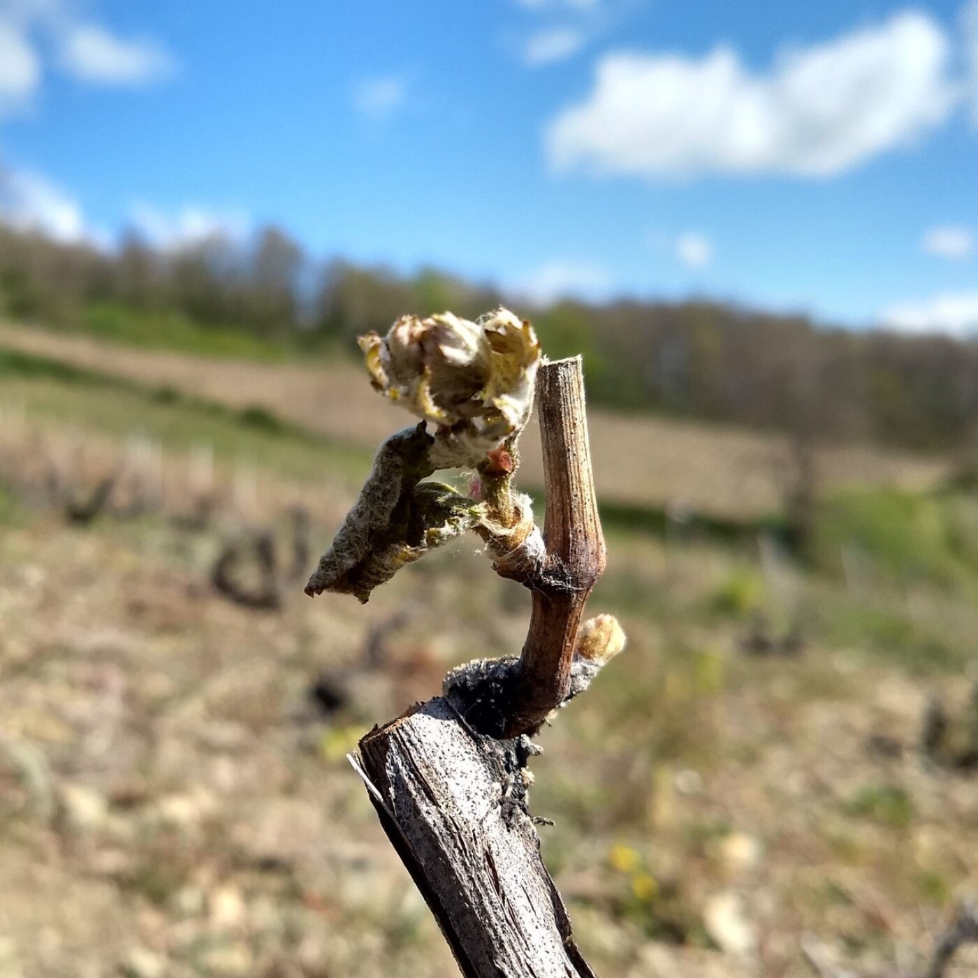 Les mains dans le raisin - un podcast \