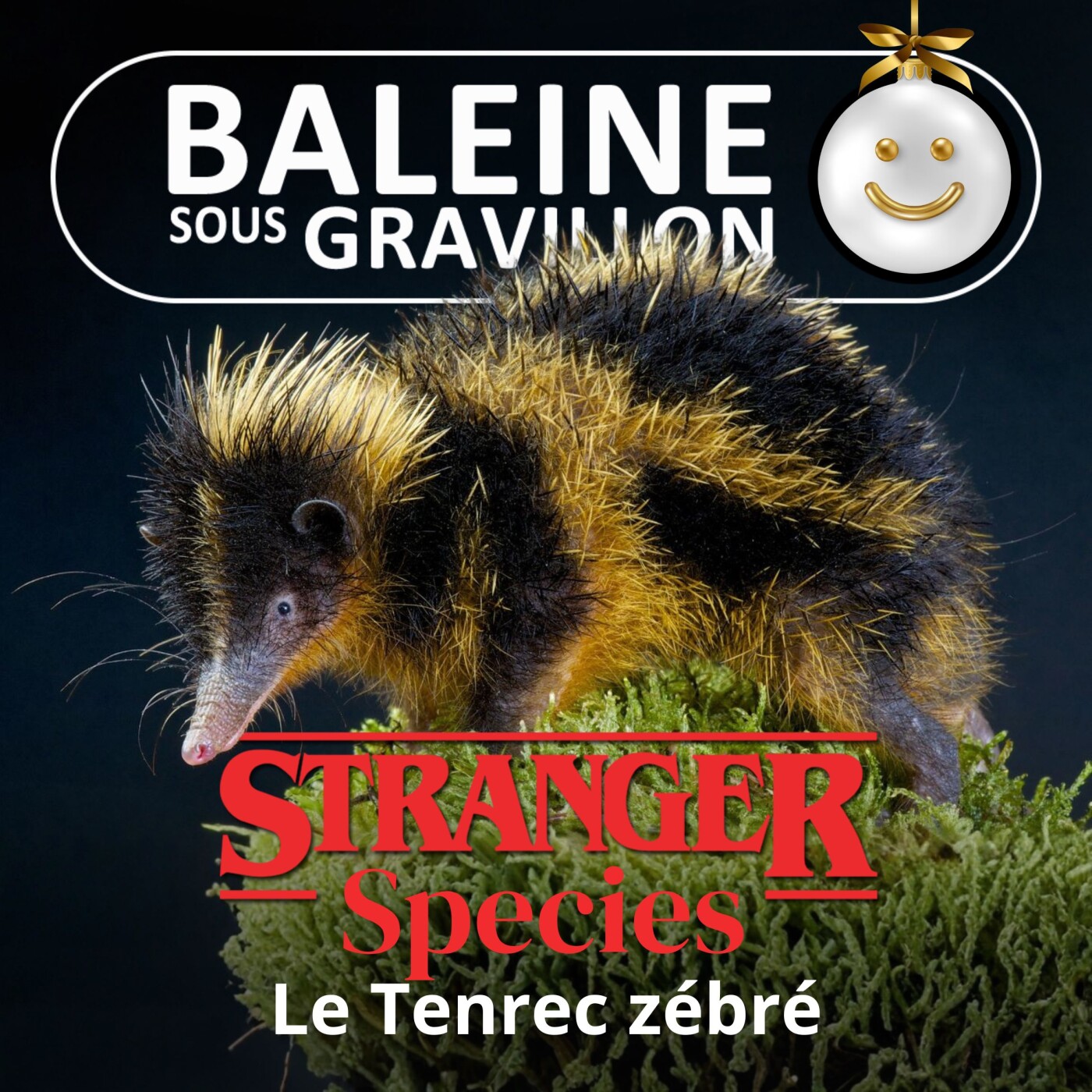 STRANGER SPECIES 4/12 : Le Tenrec zébré STRANGER SPECIES 4/12 : Le Tenrec zébré