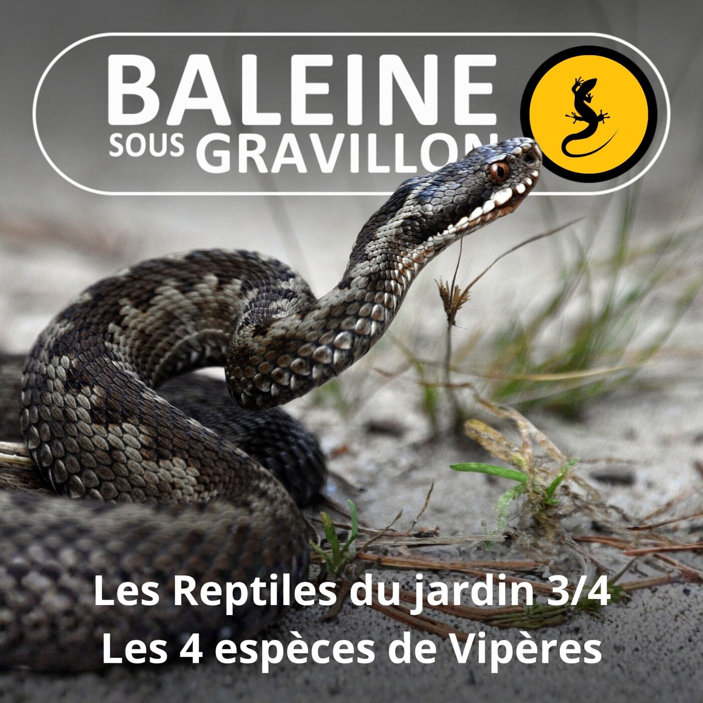 S05E07 Les Reptiles du jardin 3/4 : Les 4 espèces de Vipères episode artwork