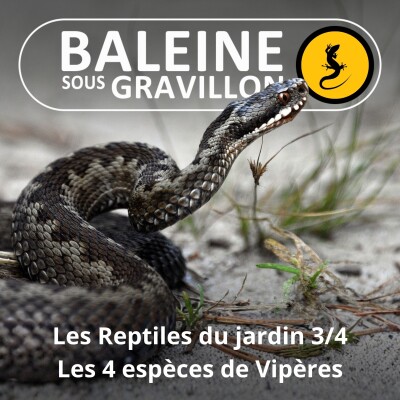 S05E07 Les Reptiles du jardin 3/4 : Les 4 espèces de Vipères cover