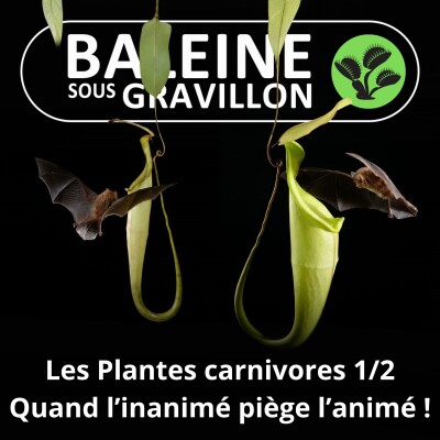 S02E37 Les Plantes carnivores 1/2 : Quand l'inanimé piège l'animé ! (Enzo Defer, Les Dents de la Terre) cover
