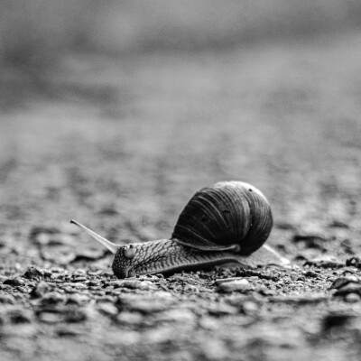 2/3 La slow medicine, par Victoria Sweet cover