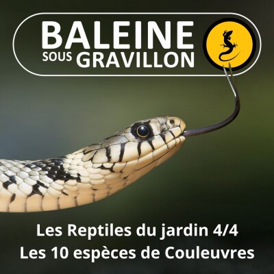 S05E08 Les Reptiles du jardin 4/4 : Les 10 espèces de Couleuvres cover