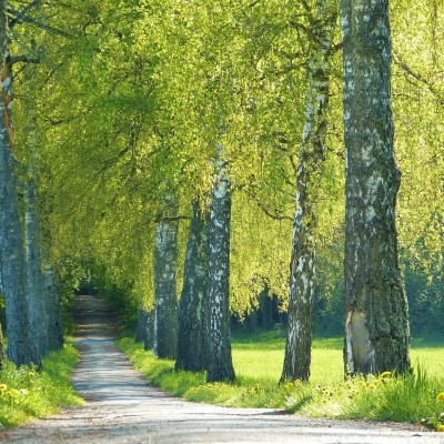 Malgré le confinement, les allergies sont là ! cover
