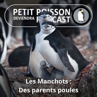 S05E17 Les Manchots : Des parents poules (Mathilde Chevallay) cover