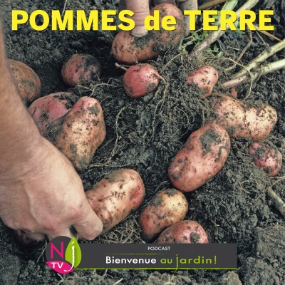 PAROLES D'EXPERTS: COMMENT BIEN CULTIVER LES POMMES DE TERRE cover