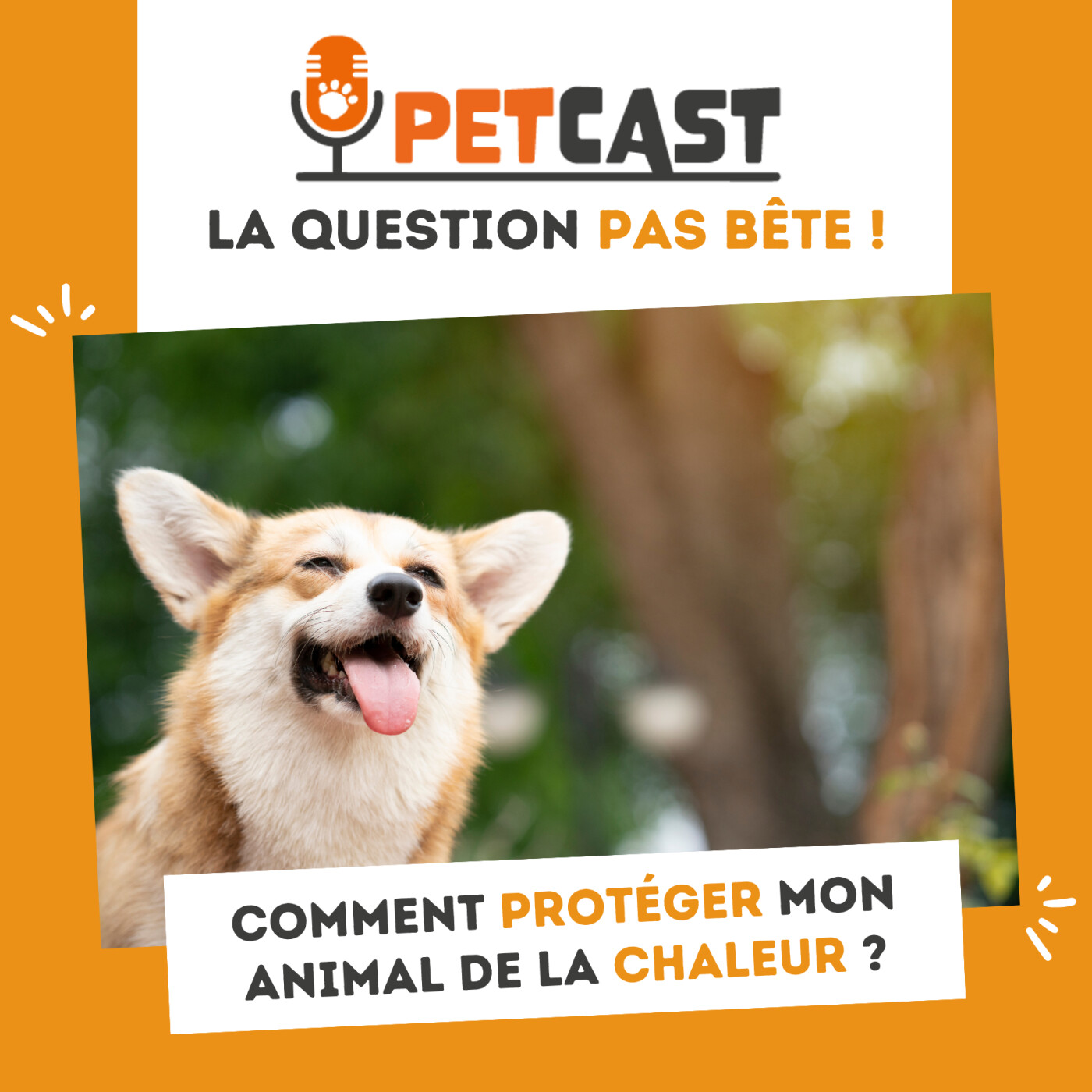 Comment protéger mon animal de la chaleur ?