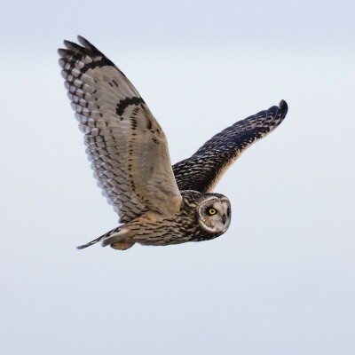 FIFO #18 : Hibou des marais, Gorgebleue à miroir et ... un étrange regard (Léa Collober, cinéaste animalière) cover