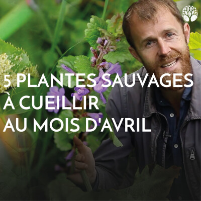 5 plantes sauvages à cueillir au mois d'avril cover